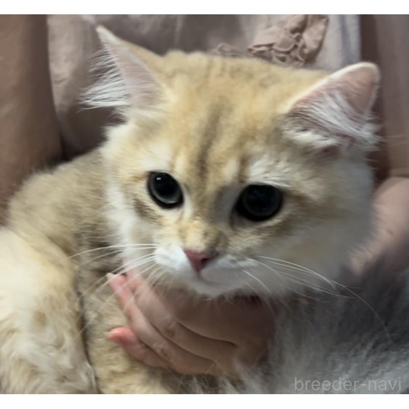 販売中の兵庫県のブリティッシュロングヘア-114144の3枚目