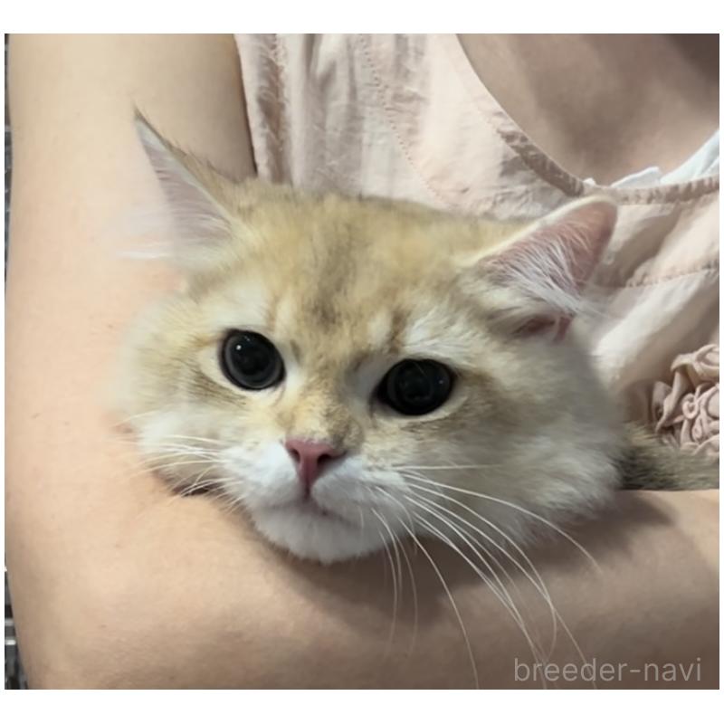 販売中の兵庫県のブリティッシュロングヘア-114144の2枚目