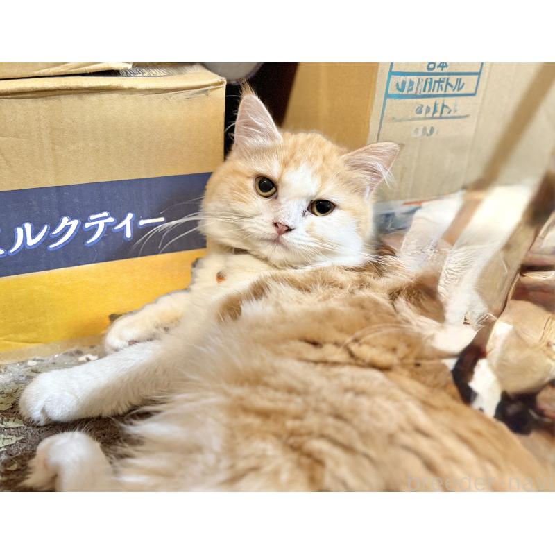 販売中の栃木県のミヌエット-129046の2枚目
