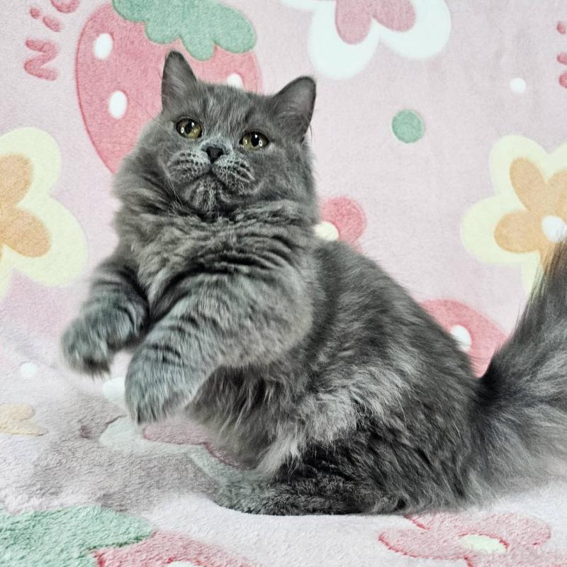 成約済の東京都のマンチカン(短足)-123880の1枚目