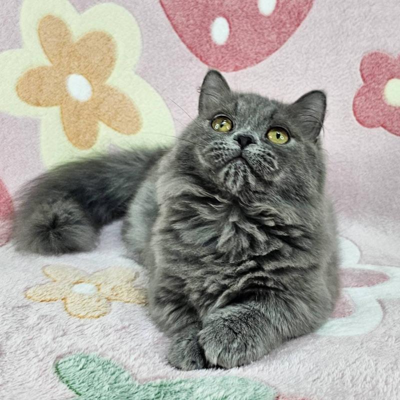 成約済の東京都のマンチカン(短足)-123880の6枚目