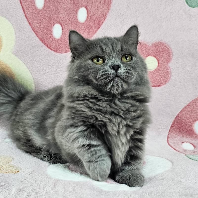 成約済の東京都のマンチカン(短足)-123880の5枚目