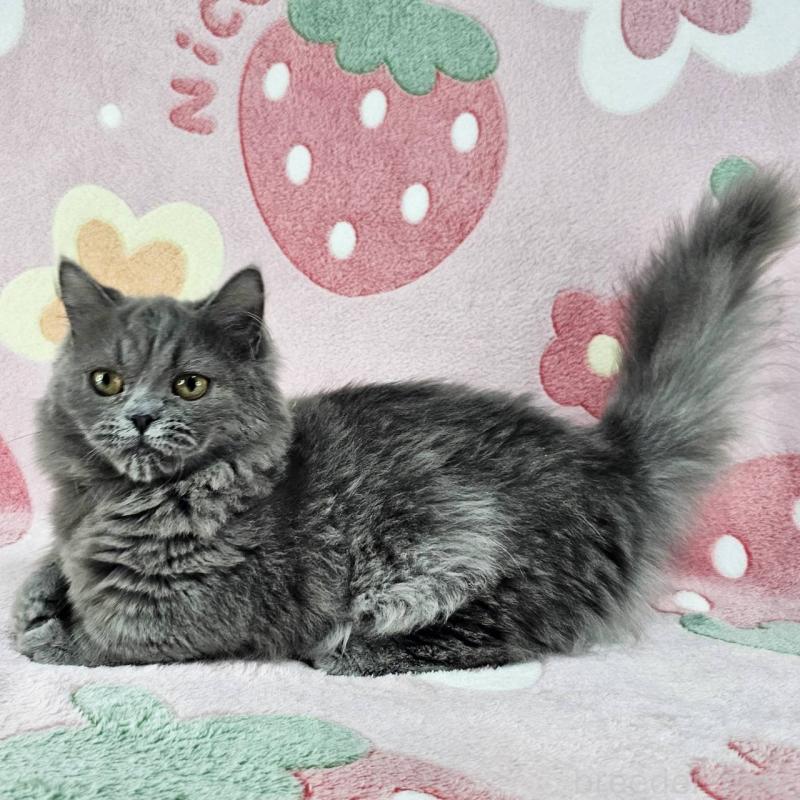 成約済の東京都のマンチカン(短足)-123880の4枚目