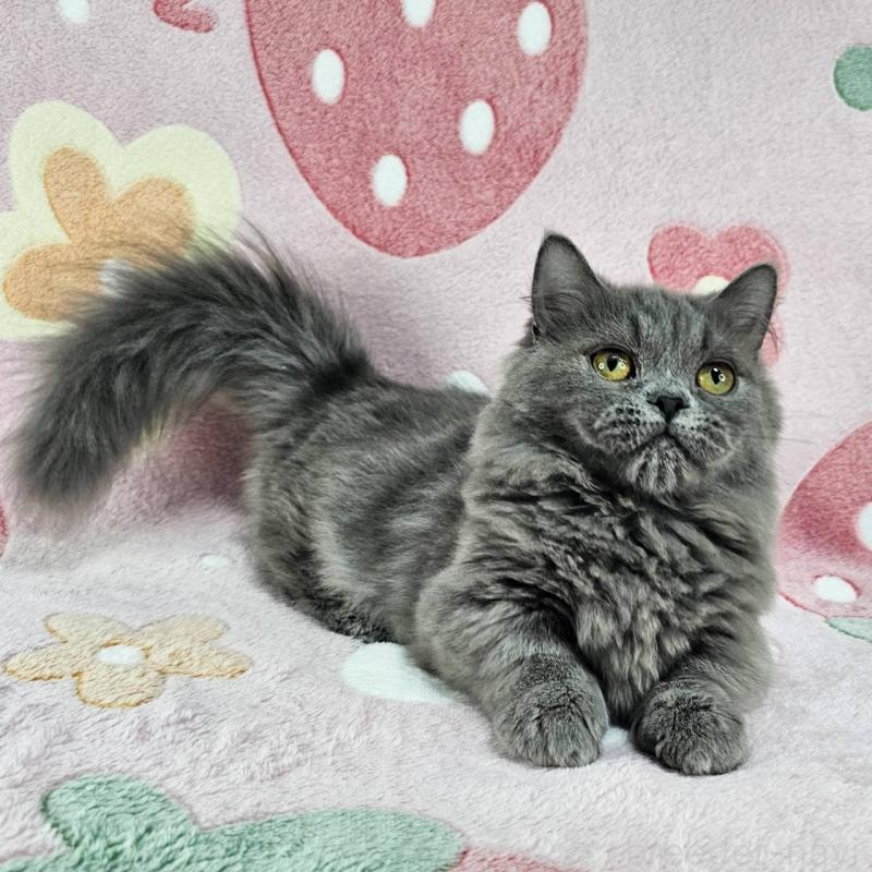 成約済の東京都のマンチカン(短足)-123880の3枚目