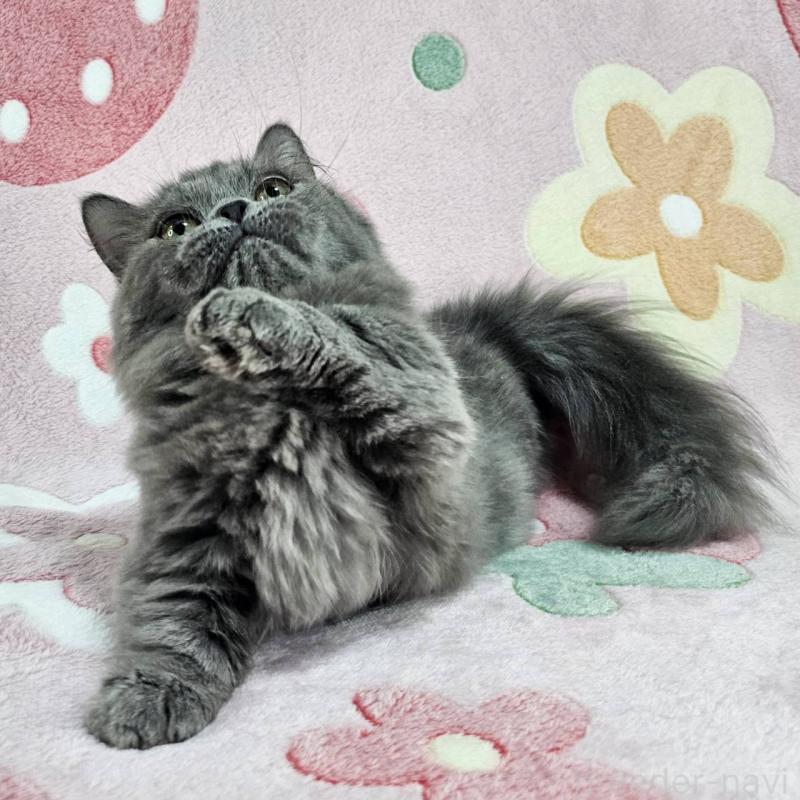 成約済の東京都のマンチカン(短足)-123880の2枚目