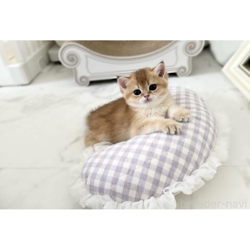 販売中の大阪府のブリティッシュショートヘア-129047の2枚目