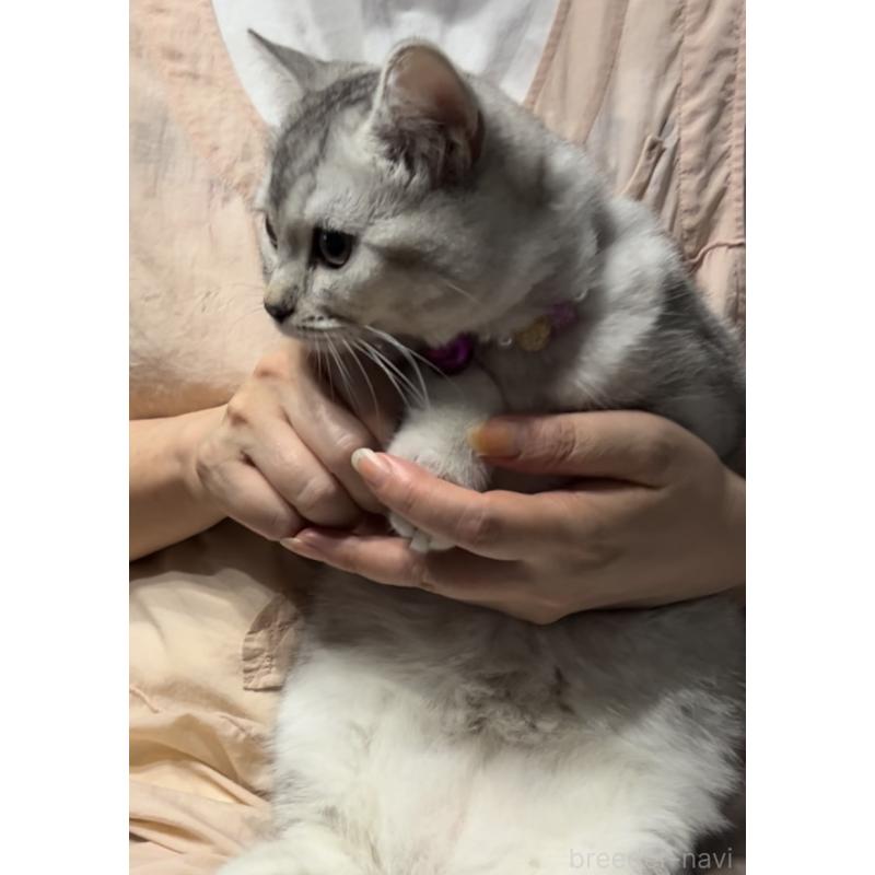 成約済の兵庫県のブリティッシュショートヘア-128858の8枚目