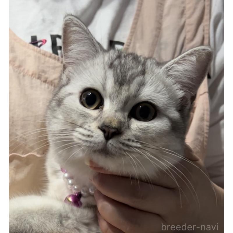 成約済の兵庫県のブリティッシュショートヘア-128858の7枚目