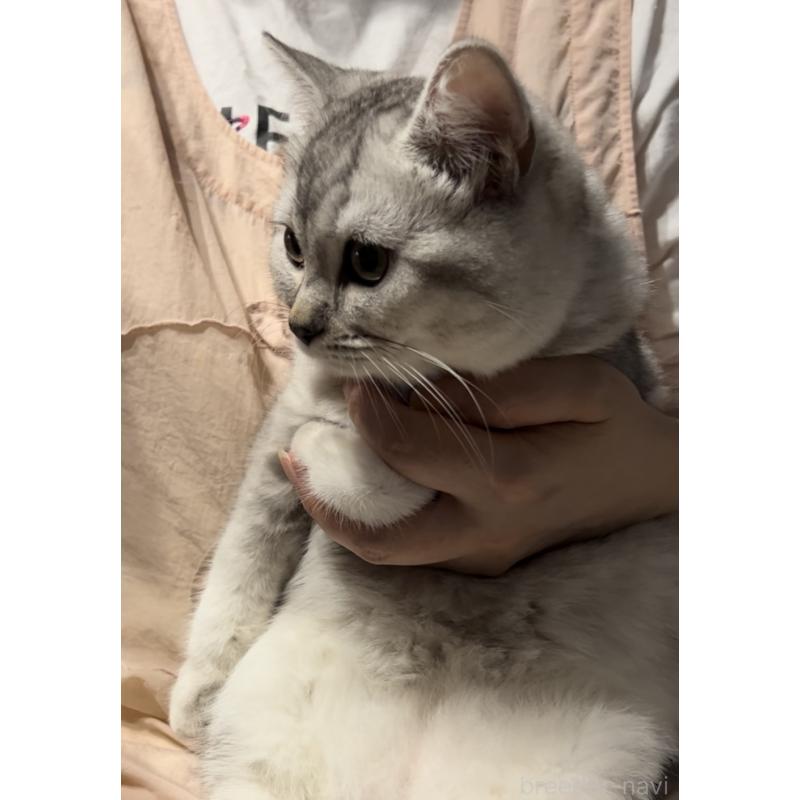 成約済の兵庫県のブリティッシュショートヘア-128858の5枚目