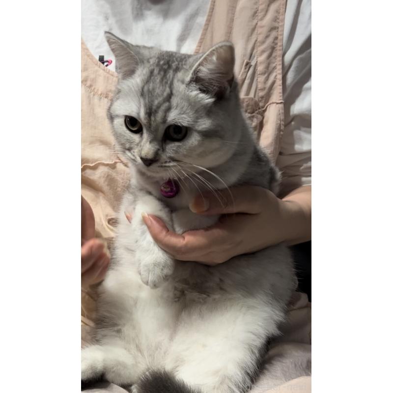 成約済の兵庫県のブリティッシュショートヘア-128858の4枚目