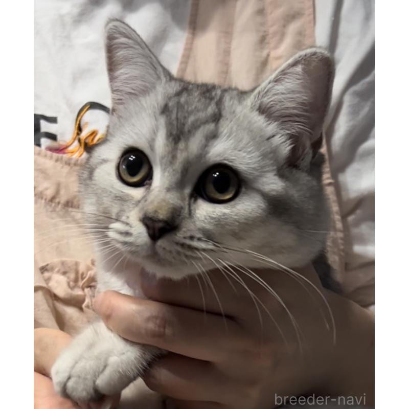 成約済の兵庫県のブリティッシュショートヘア-128858の3枚目