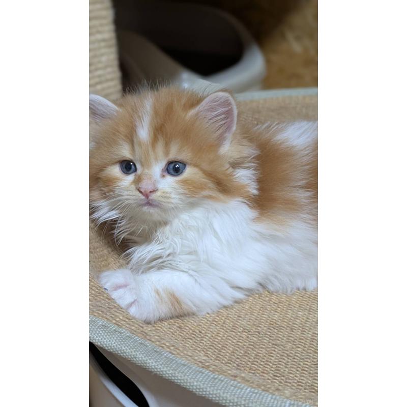 販売中の広島県のマンチカン-127411の2枚目