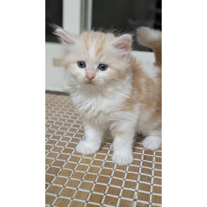 販売中の広島県のマンチカン-127410の3枚目