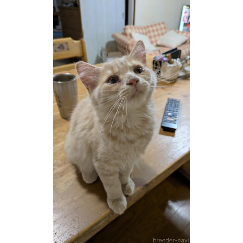 販売中の広島県のマンチカン-125367の2枚目