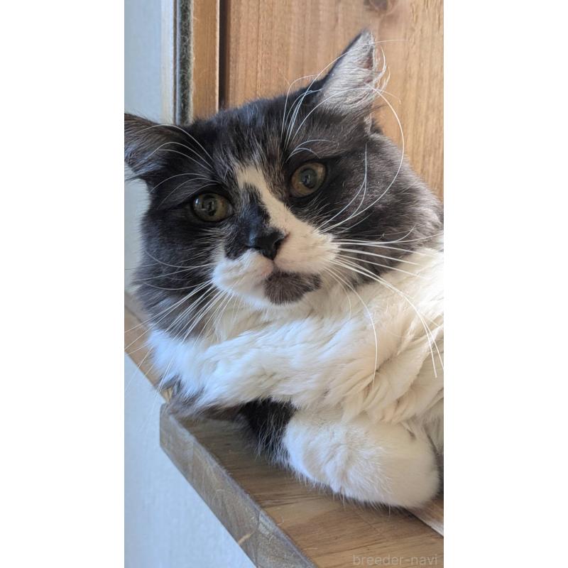 販売中の広島県のマンチカン-109357の2枚目