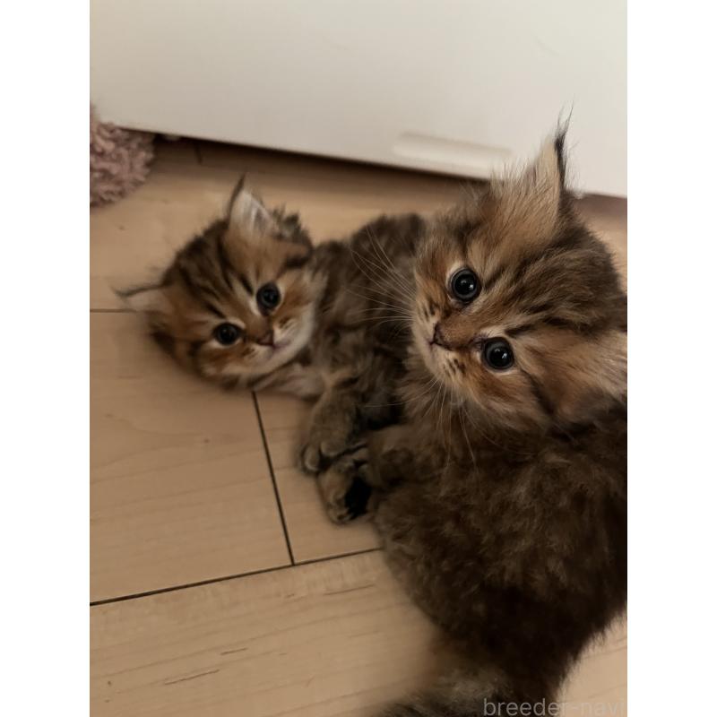 販売中の愛知県のペルシャ(チンチラ)-128151の3枚目