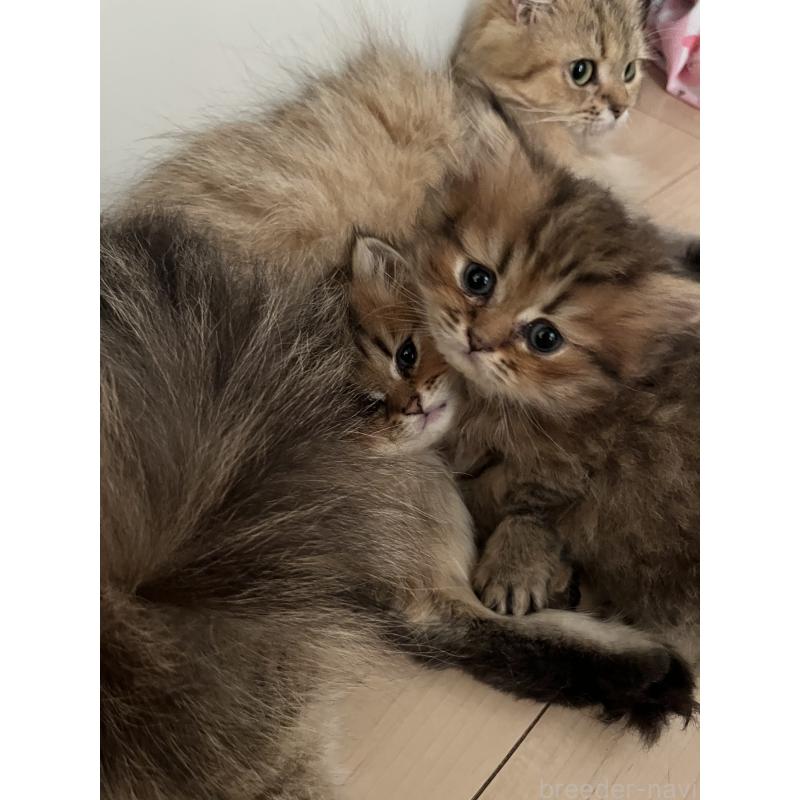 販売中の愛知県のペルシャ(チンチラ)-128152の3枚目