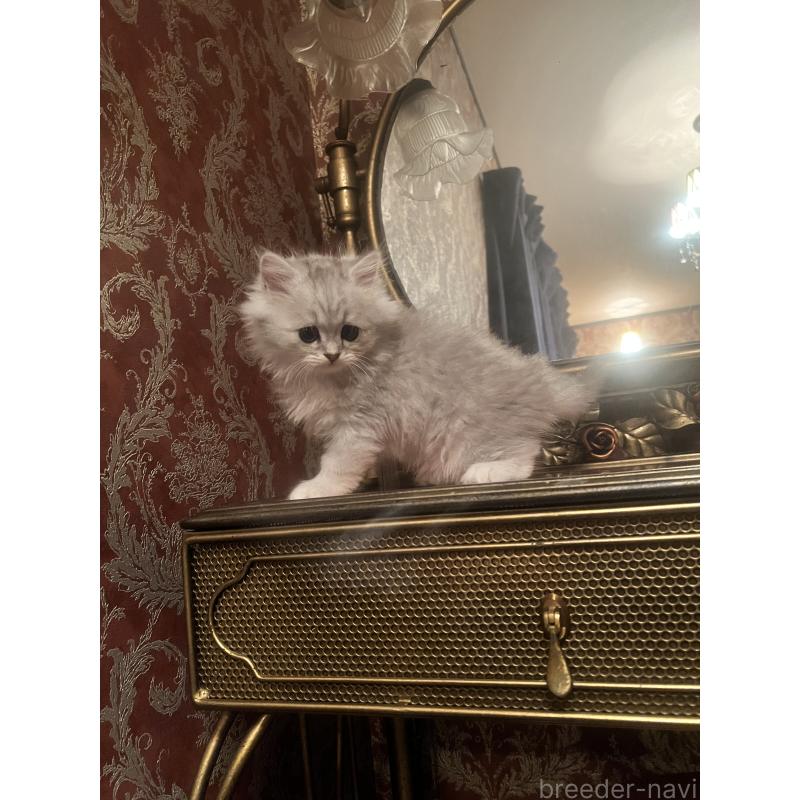 販売中の静岡県のミヌエット-125242の3枚目