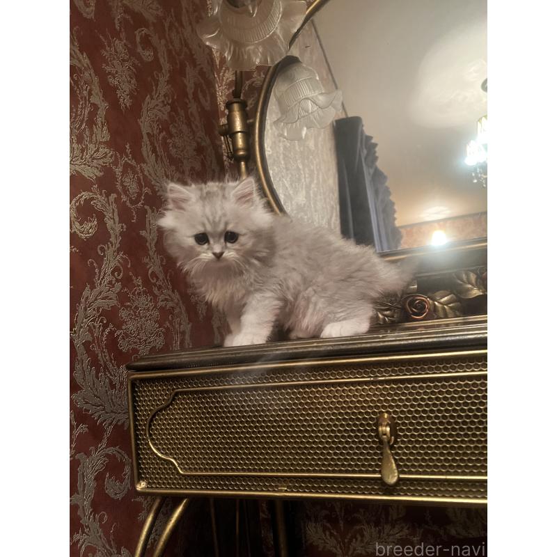 販売中の静岡県のミヌエット-125242の2枚目