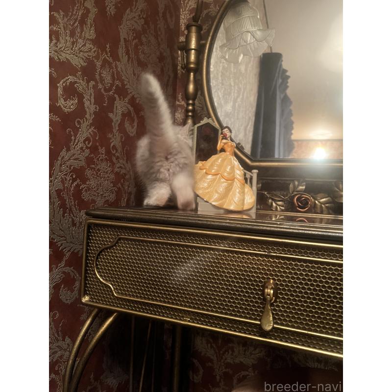 販売中の静岡県のミヌエット-125244の5枚目