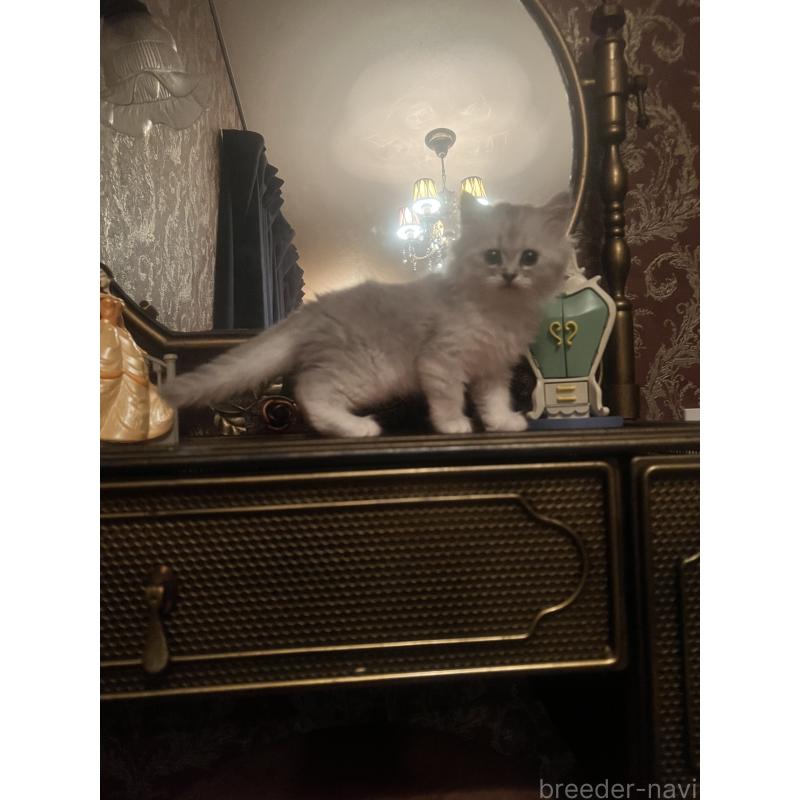 販売中の静岡県のミヌエット-125244の4枚目