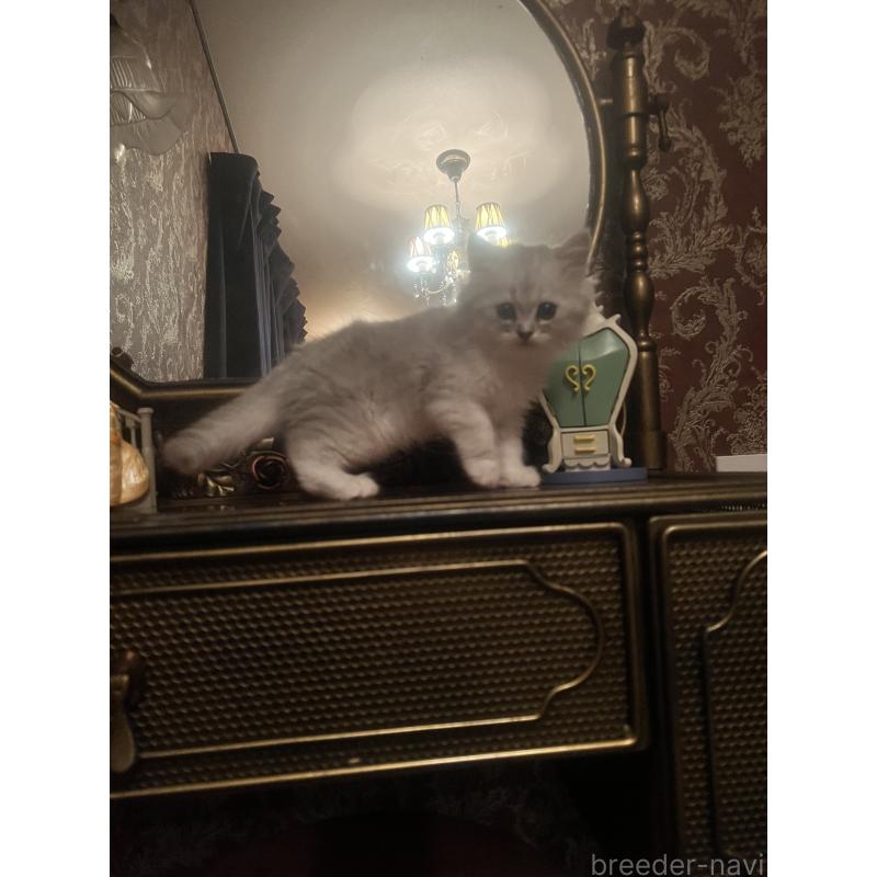 販売中の静岡県のミヌエット-125244の3枚目