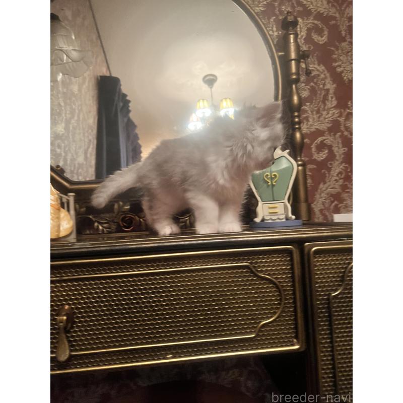 販売中の静岡県のミヌエット-125244の2枚目