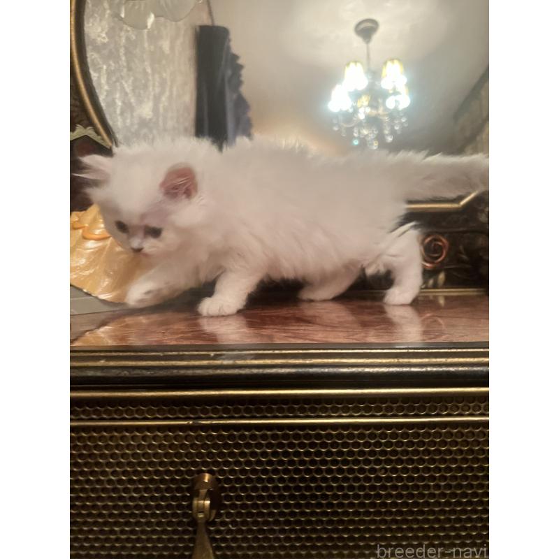 販売中の静岡県のミヌエット-125240の8枚目