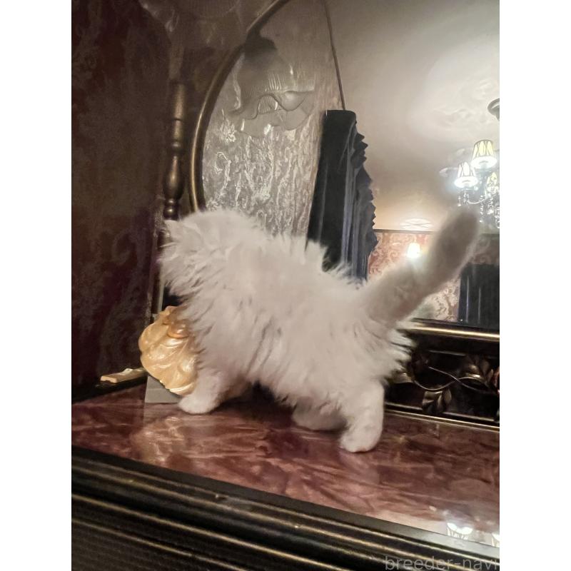 販売中の静岡県のミヌエット-125240の6枚目