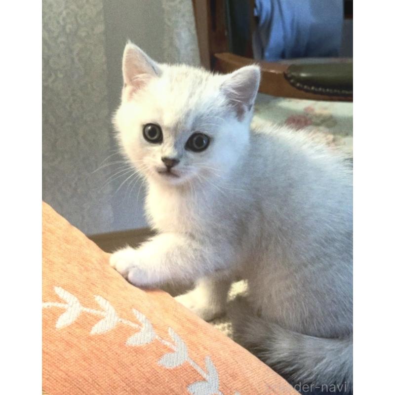 販売中の福岡県のスコティッシュフォールド-128597の2枚目