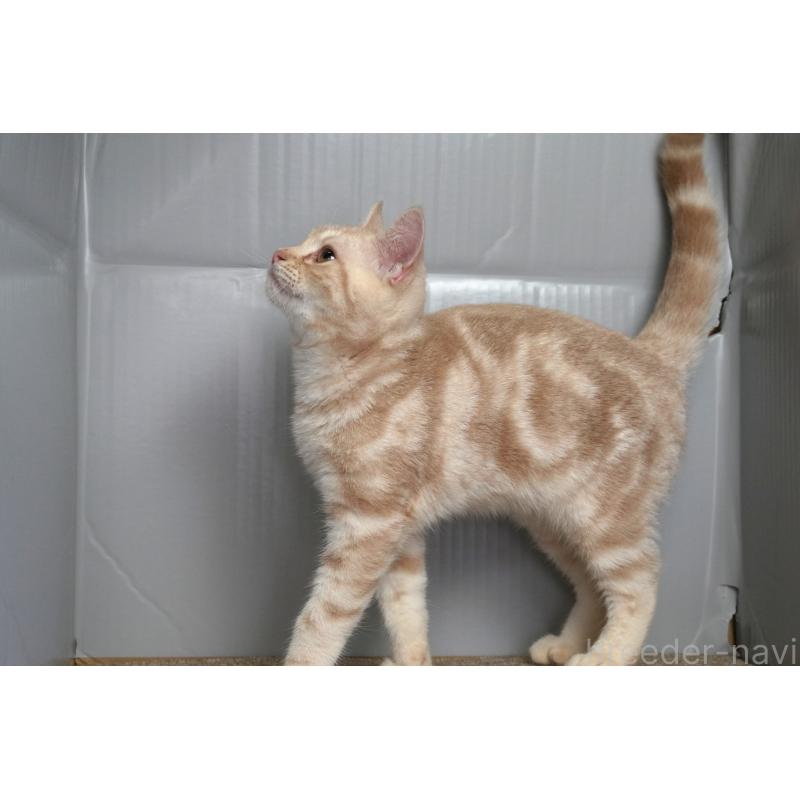 販売中の埼玉県のアメリカンショートヘア-119325の2枚目