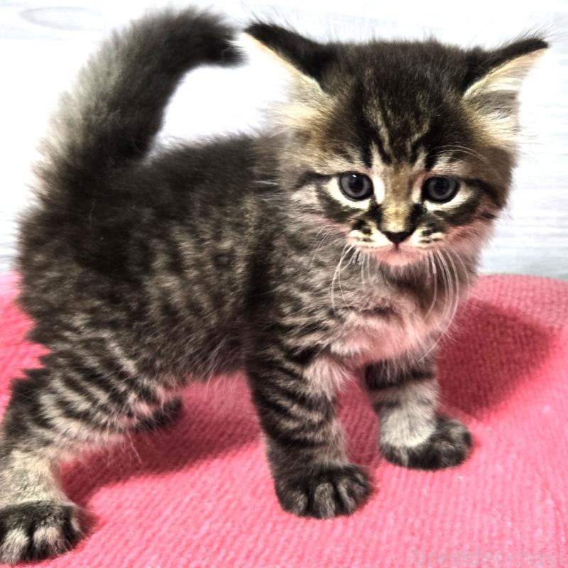 販売中の福岡県のマンチカン-129053の2枚目