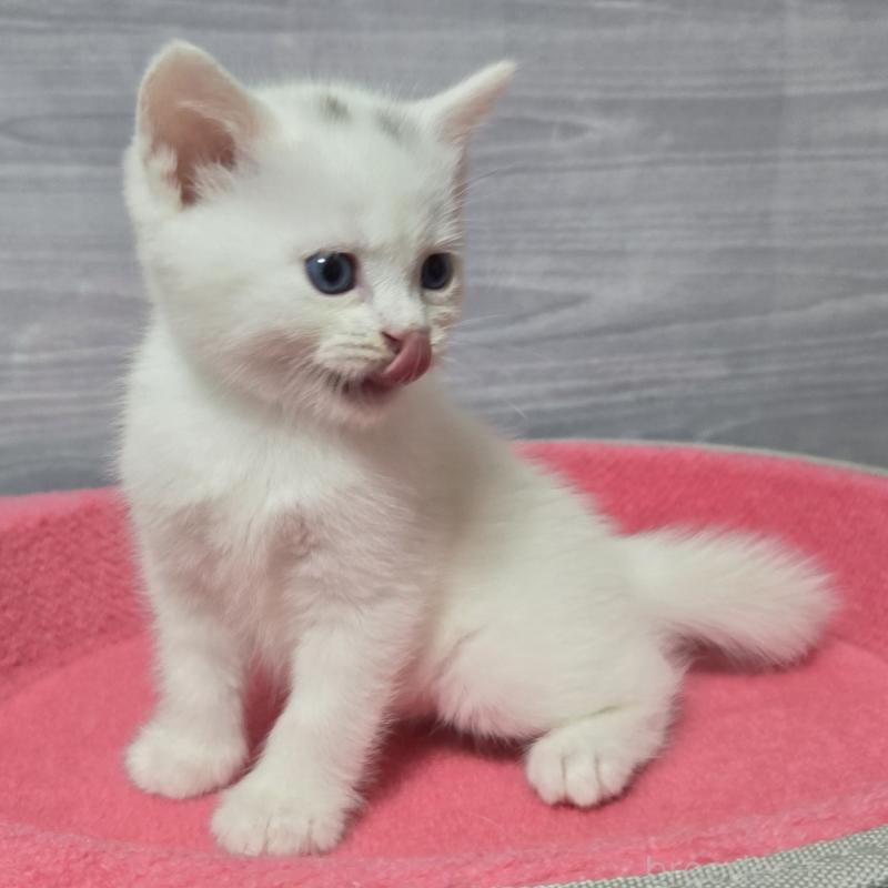 成約済の福岡県のマンチカン-129054の2枚目