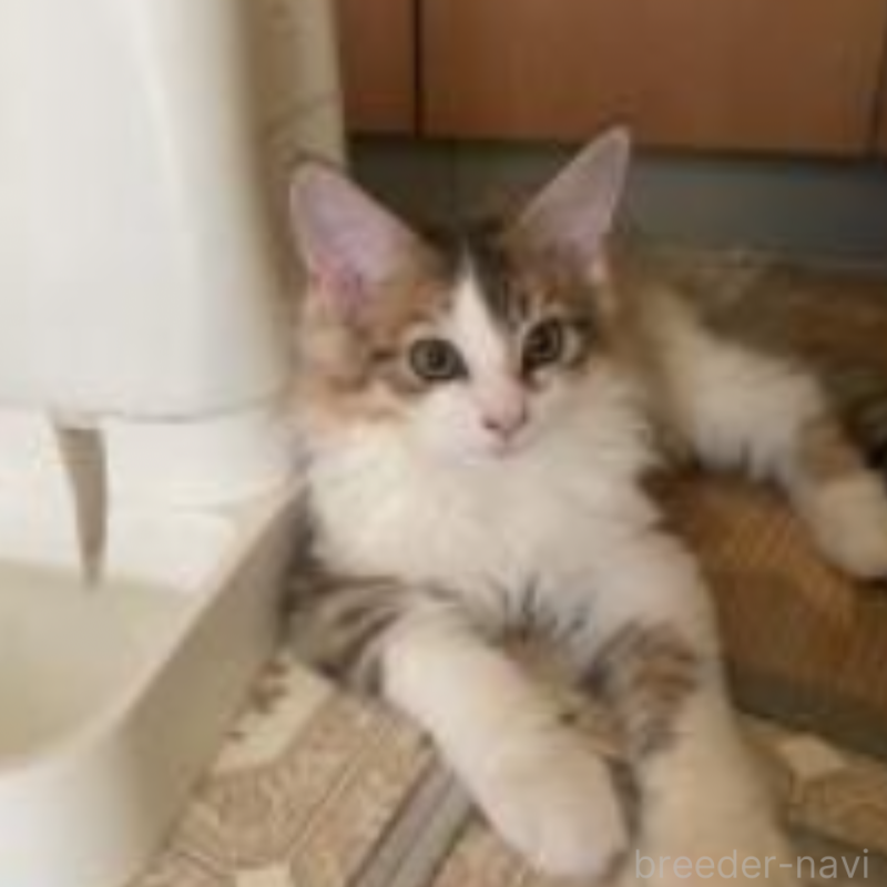 成約済の京都府のメインクーン-122311の1枚目