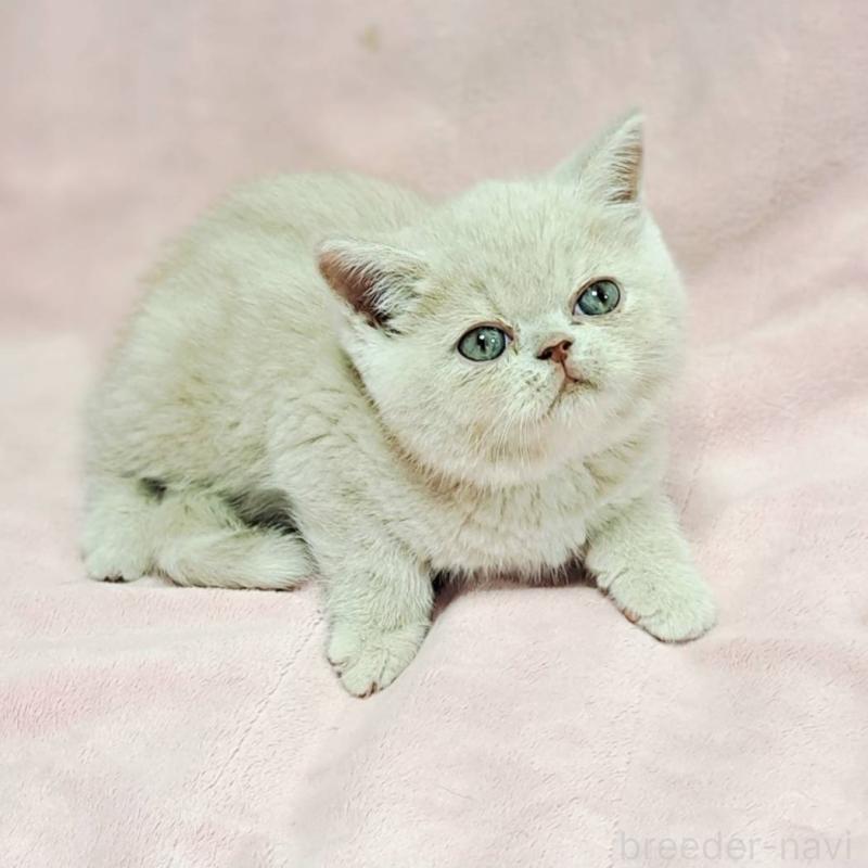 販売中の茨城県のエキゾチックショートヘア-129071の3枚目