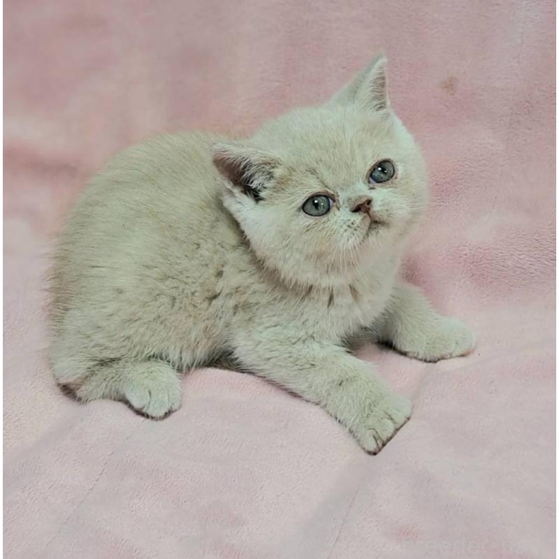 販売中の茨城県のエキゾチックショートヘア-129071の2枚目