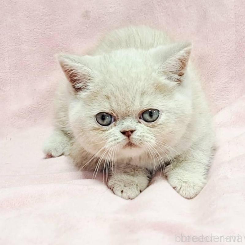 販売中の茨城県のエキゾチックショートヘア-129071