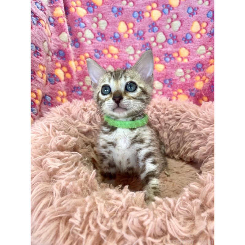 販売中の静岡県のベンガル-127402の45枚目