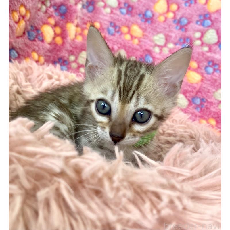 販売中の静岡県のベンガル-127402の44枚目