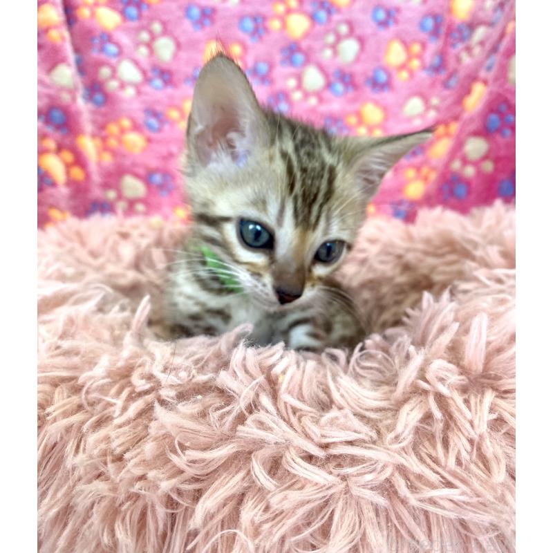 販売中の静岡県のベンガル-127402の42枚目