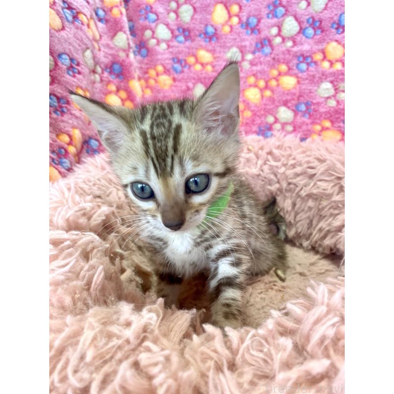 販売中の静岡県のベンガル-127402の41枚目