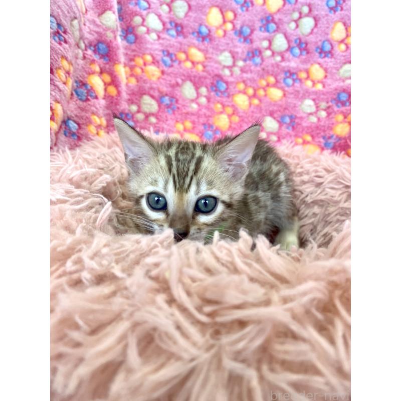 販売中の静岡県のベンガル-127402の40枚目