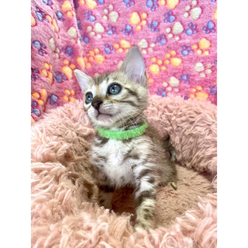 販売中の静岡県のベンガル-127402の39枚目