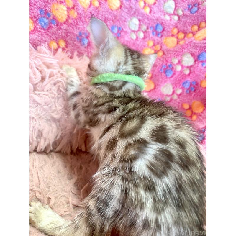 販売中の静岡県のベンガル-127402の38枚目