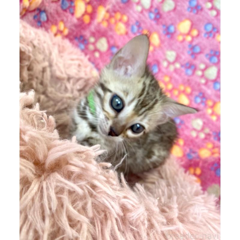 販売中の静岡県のベンガル-127402の37枚目