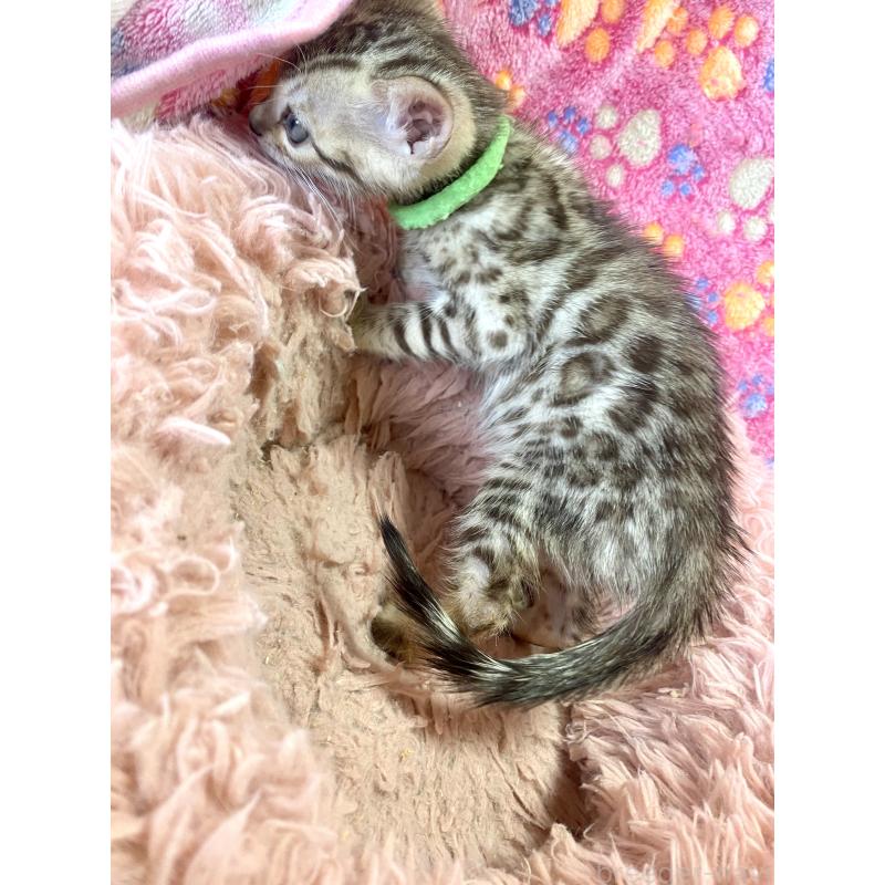 販売中の静岡県のベンガル-127402の36枚目