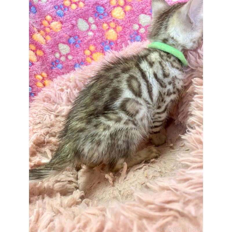 販売中の静岡県のベンガル-127402の35枚目