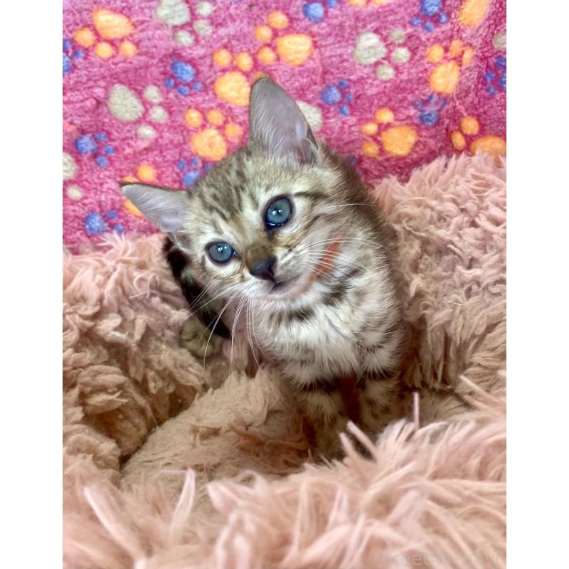 成約済の静岡県のベンガル-127401の23枚目