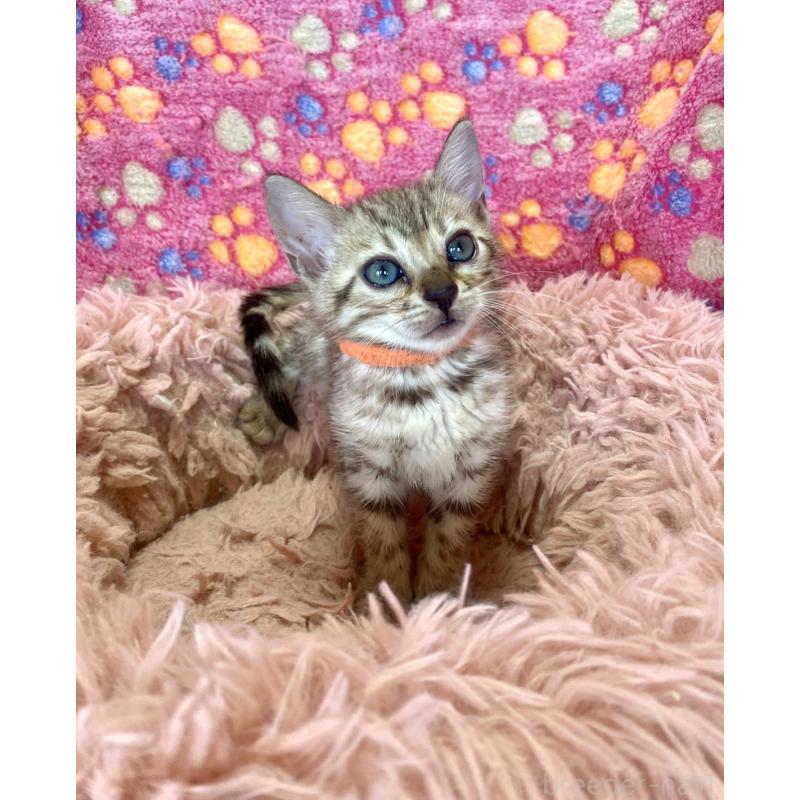 成約済の静岡県のベンガル-127401の20枚目