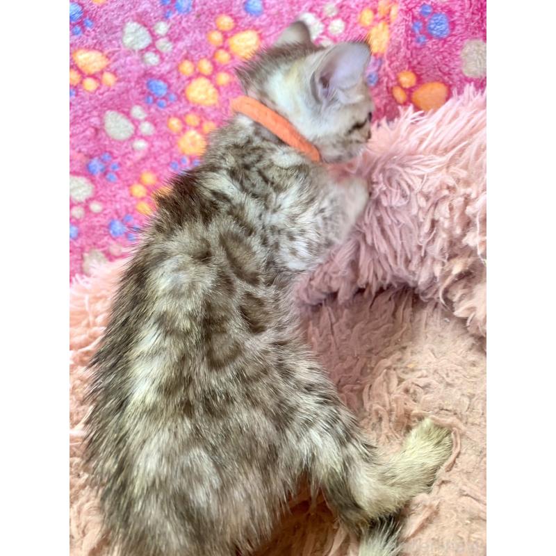 成約済の静岡県のベンガル-127401の16枚目